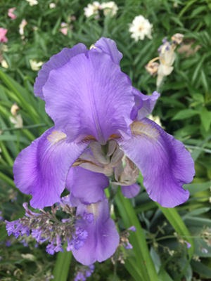 Read more about the article The Smell of Purple: My Spine and the Subtle Body